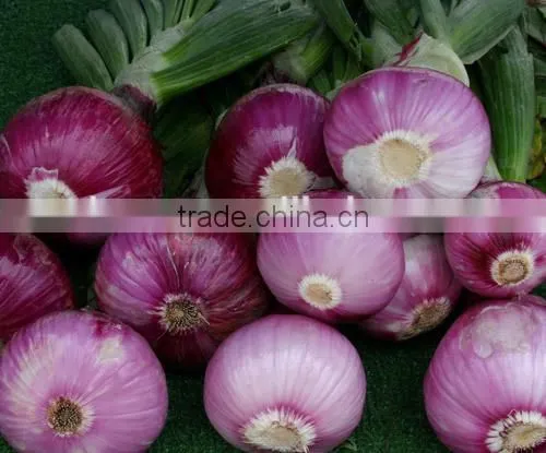 Onion Vegetable photo-2