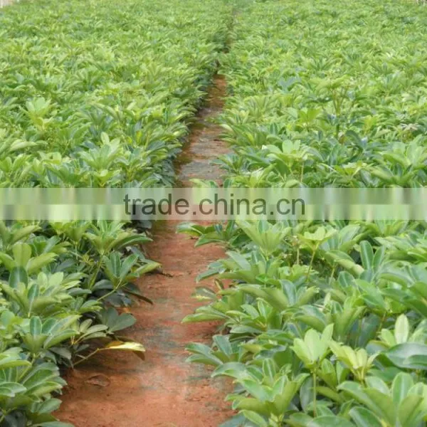 Evergreen Foliage Outdoor Landscaping Decorative Ornamental Plants Schefflera Octophylla (Lour.) Harms photo-4