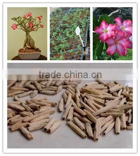 China Adenium Seeds for Exportation