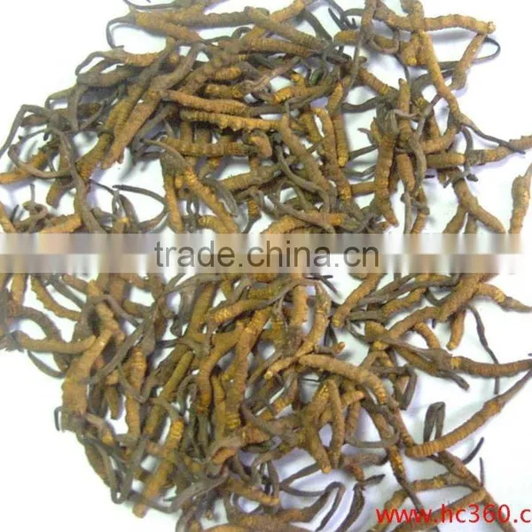 Chinese Caterpillar Fungus With Best Quality