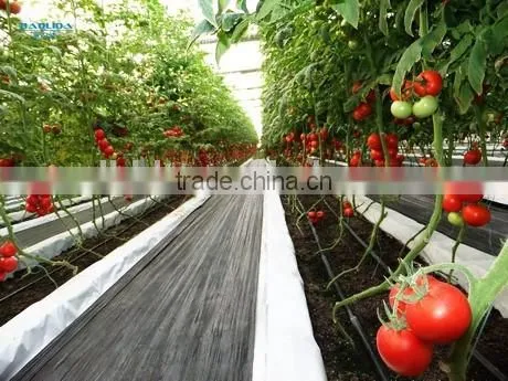 Factory Price 40m-100m Vegetable Greenhouse for Agriculture/commercial/industrial Used photo-5