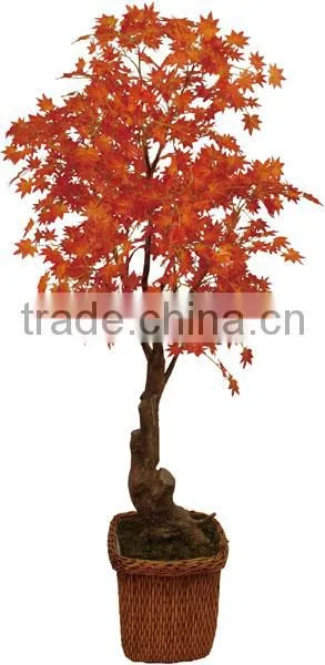 Foliage Plants Bonsai From Guangzhou Factory photo-5