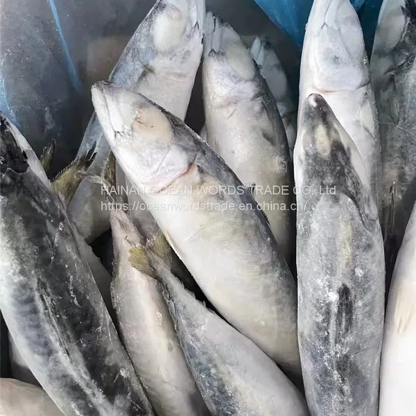 Pacific Mackerel, 100-200gles photo-4