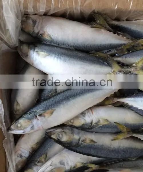 Frozen Scomber Japonicus With Size 6 -8 Pcs / kg photo-3
