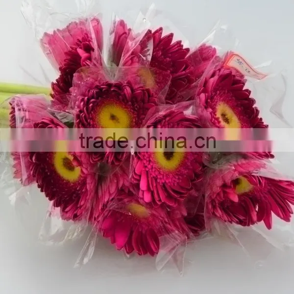 Colorful Purple Petal Colorful 2016 Gerbera Flower photo-6