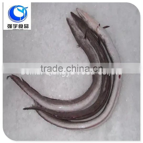 Fresh Frozen Fish Frozen Eel Fish photo-4