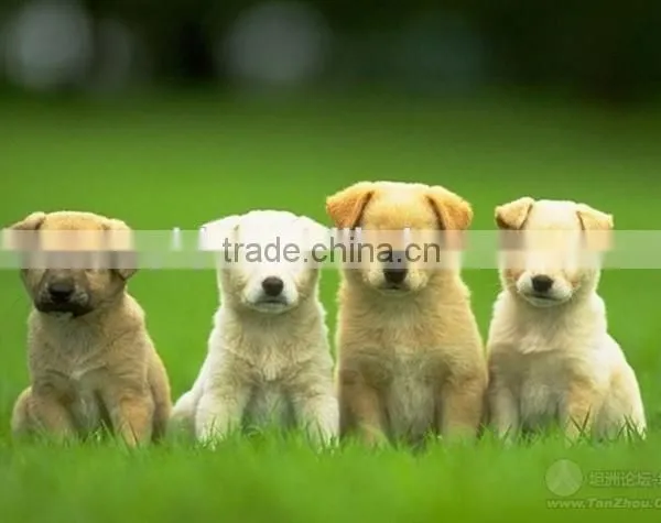 PET WASTE Rolling Bag Making Machine photo-6