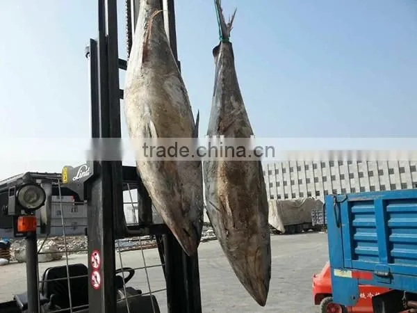 New Sea Frozen Yellow Fin Tuna 3-9kg Exports photo-2