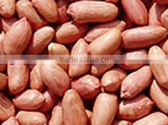 Bold Peanut Suppliers photo-2