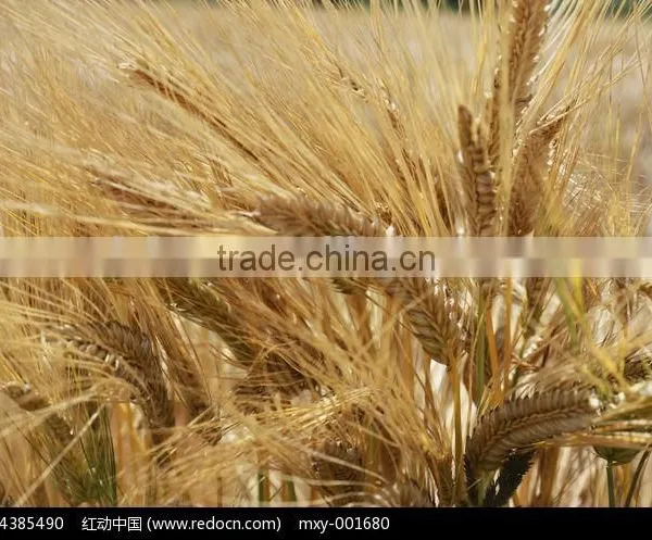 Factory Directly Hot Sale Barley Eremursine Malt Extract Powder photo-3