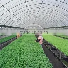 Tunnel Greenhouse Film Cover Low Cost Agricultural Farm Steel Frame Comercial Green House Single Span photo-4