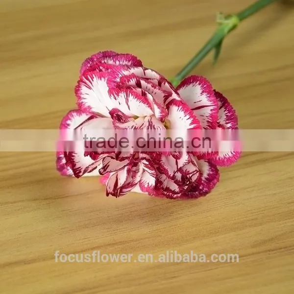 Export Fresh Fresh Cut Flowers Colombia Carnation to the Beloved photo-2