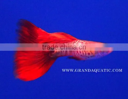 Guppy Fish / Ornamental Fish Exporter photo-6