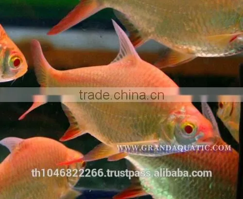 Albino Red Tail Tinfoil Barb Fish / Thailand Tropical Fish Exporter photo-3