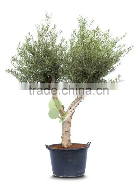 Olive Tree - Olea Europaea "Hojiblanca"