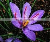 Compound Spring Crocus Massage Oil