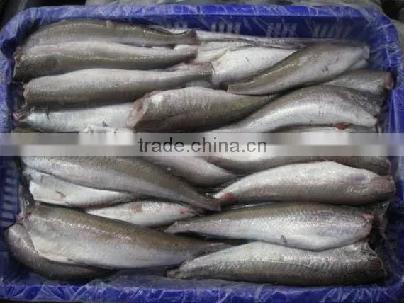 WR Frozen Hake photo-5