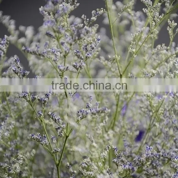 Beautiful Classical Limonium Flower photo-6