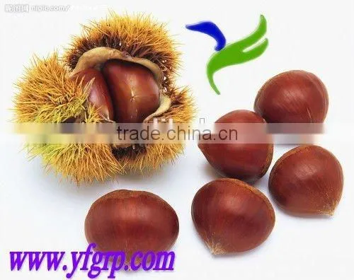 New Crop Organic Fresh Bulk Chestnuts Wholesale photo-3