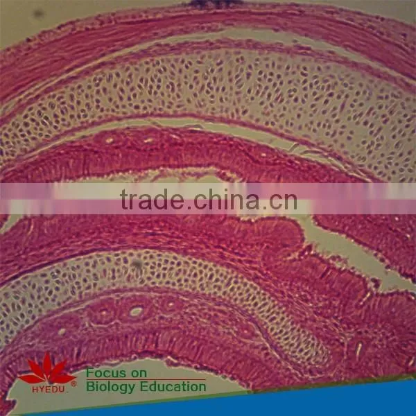 25pcs Hot Sale Plant,Animal,Microbiology,Mixed Prepared Slides Set photo-3