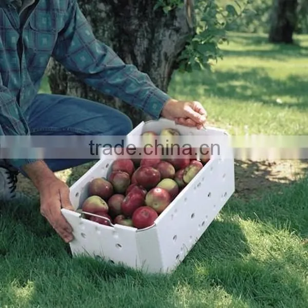 Reusable Collapsible Polypropylene Corrugated Plastic Blueberry Packaging Box photo-6
