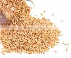 Vital Wheat Gluten photo-6