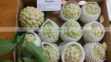 Custard Apple Fruit From Viet Nam photo-3