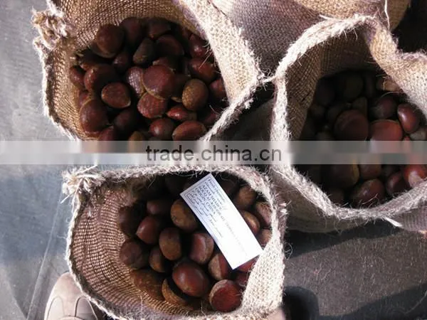 Bigbig Sweetsweet China Chestnut photo-5