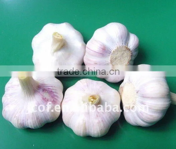 Normal White Garlic