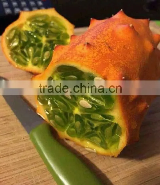 Hedged Gourd Melano Kewana Cucumis Metuliferus Seeds photo-5