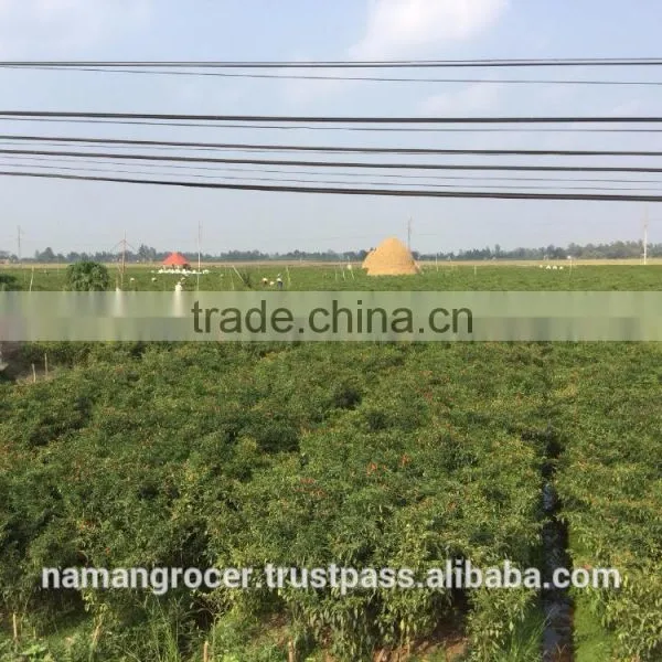 Sun Dry Red Hot Chilli Pepper photo-2