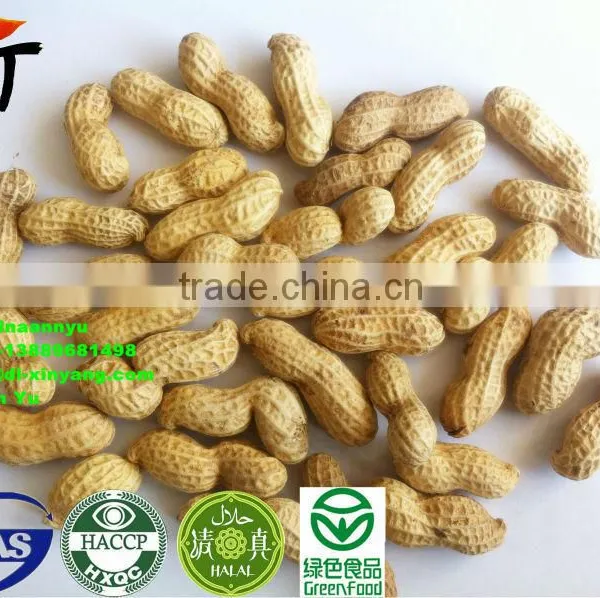 High Quality Roasted Peanut in Shell photo-6