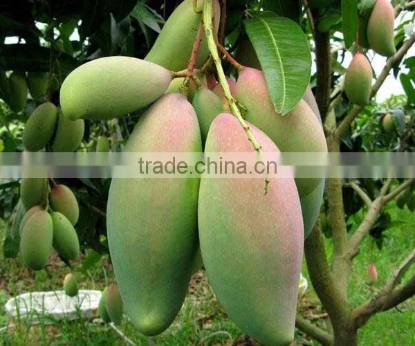 Mango Tree Seedling Mangifera Indica Tree Seedlings photo-3