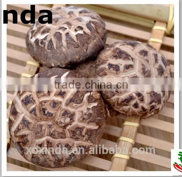 2015 Best Export Quality Shiitake Mushroom ,Tea Flower Mushroom Free Sample
