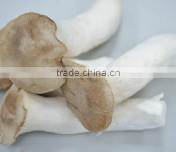 Edible Mushrooms/ Pleurotus Eryngii /King Oyster Mushroom/Eryngii/King Trumpet Mushroom