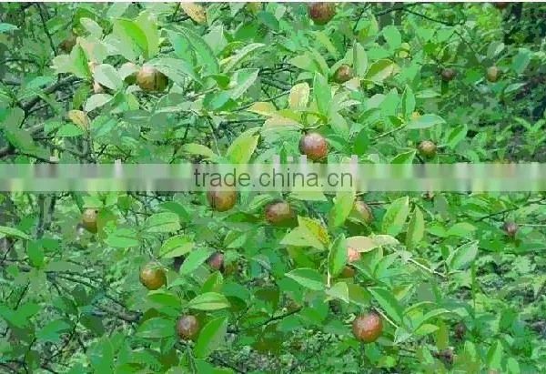 Organic Refined Camellia Oil photo-5