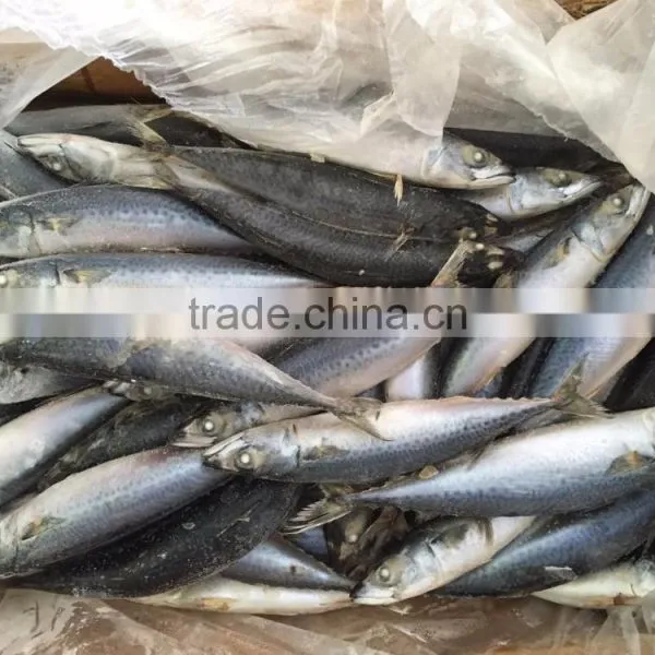 Frozen Pacific Mackerel/frozen Japanese Mackerel photo-3