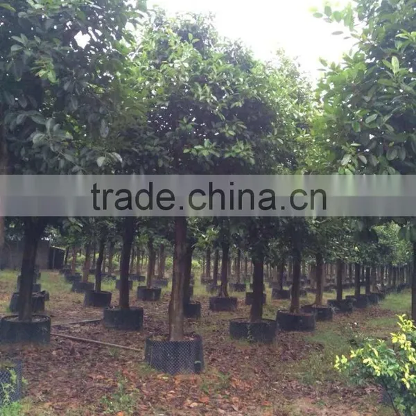 Ficus Benghalensis photo-2