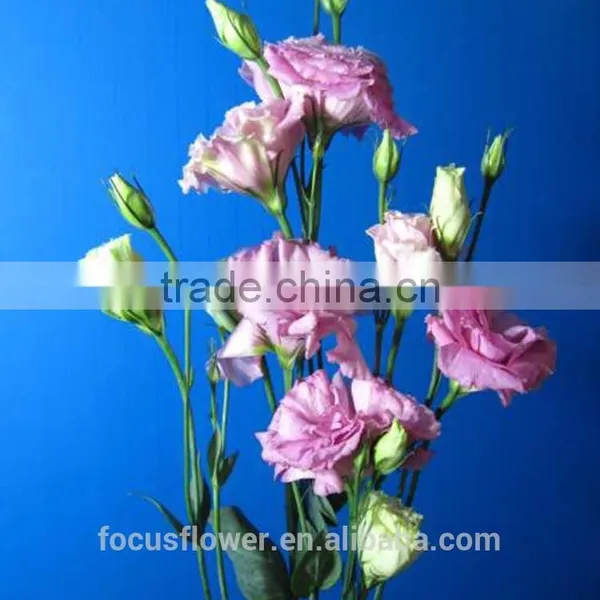 Good Quality Pink Eustoma Cut Fresh Flowers For Mother's Day photo-4
