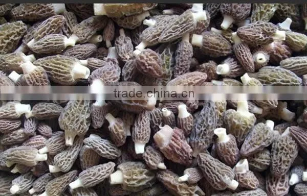 Price of Black Morel Mushroom photo-5