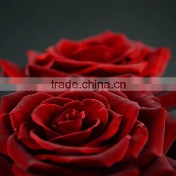 Factory New Coming Natural Black Magic Rose photo-5