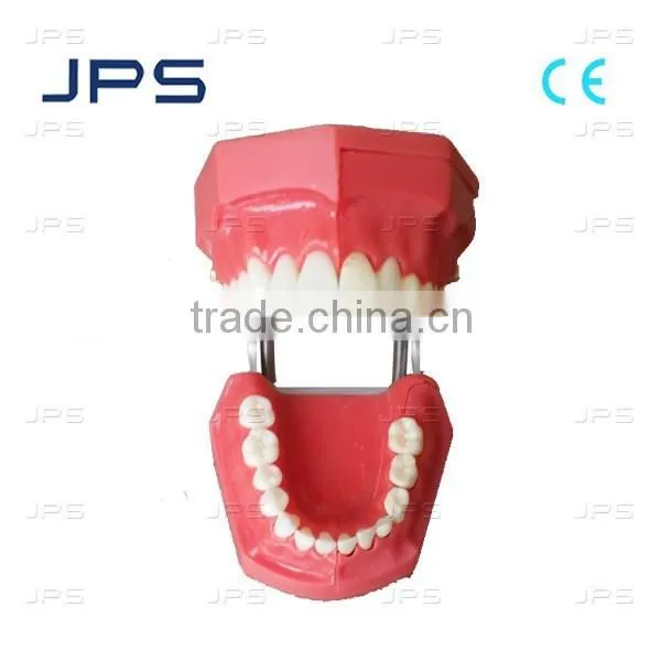 Dental Teeth Model Typodont Teeth For Practice