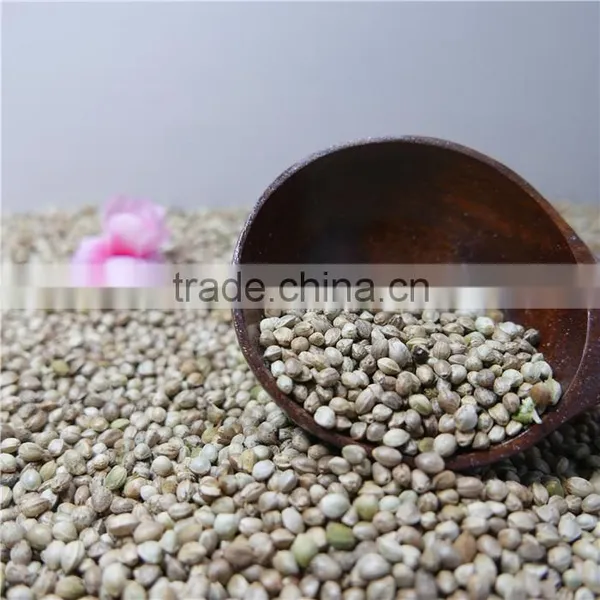 Hemp Seeds for Sale photo-4