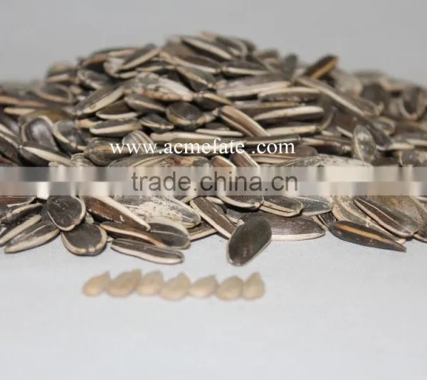 Top Quantity Chinese Sunflower Oil Seeds in Shell 5009 With Market Price photo-6