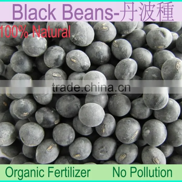 black soybeans with yellow kernel