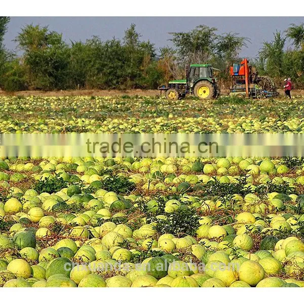 Chinese New Crop Big Size Black Melon Seeds Red Watermelon Seed photo-4