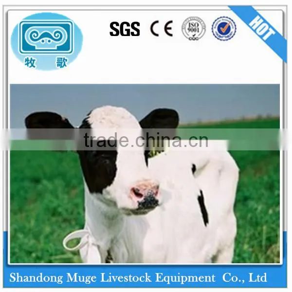 Wholesale Animal cow Ear Tag