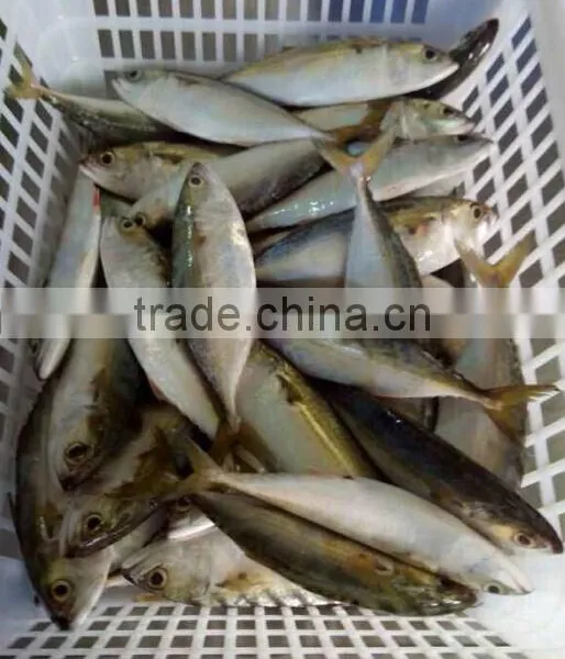 Canned Salmon Price Indian Mackerel photo-2