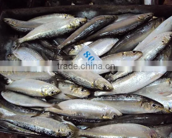 Frozen Sardine for Canned photo-2