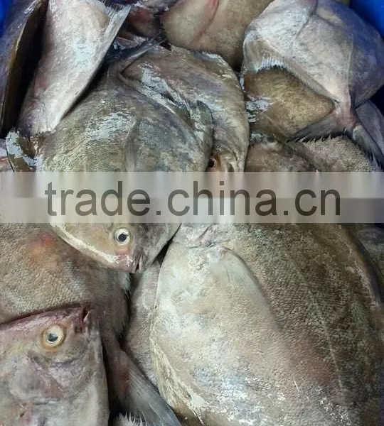 BLACK POMFRET/Parastromateus Niger/mackerel/ Sardine/ Pangasius/ Swai/ Basa Fish/ Tuna
